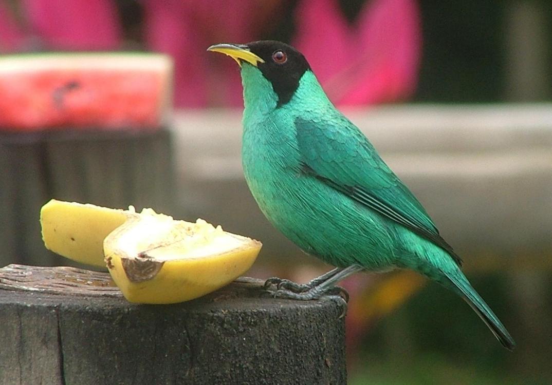 Pousada Praia De Itamambuca Hotel Ubatuba Luaran gambar